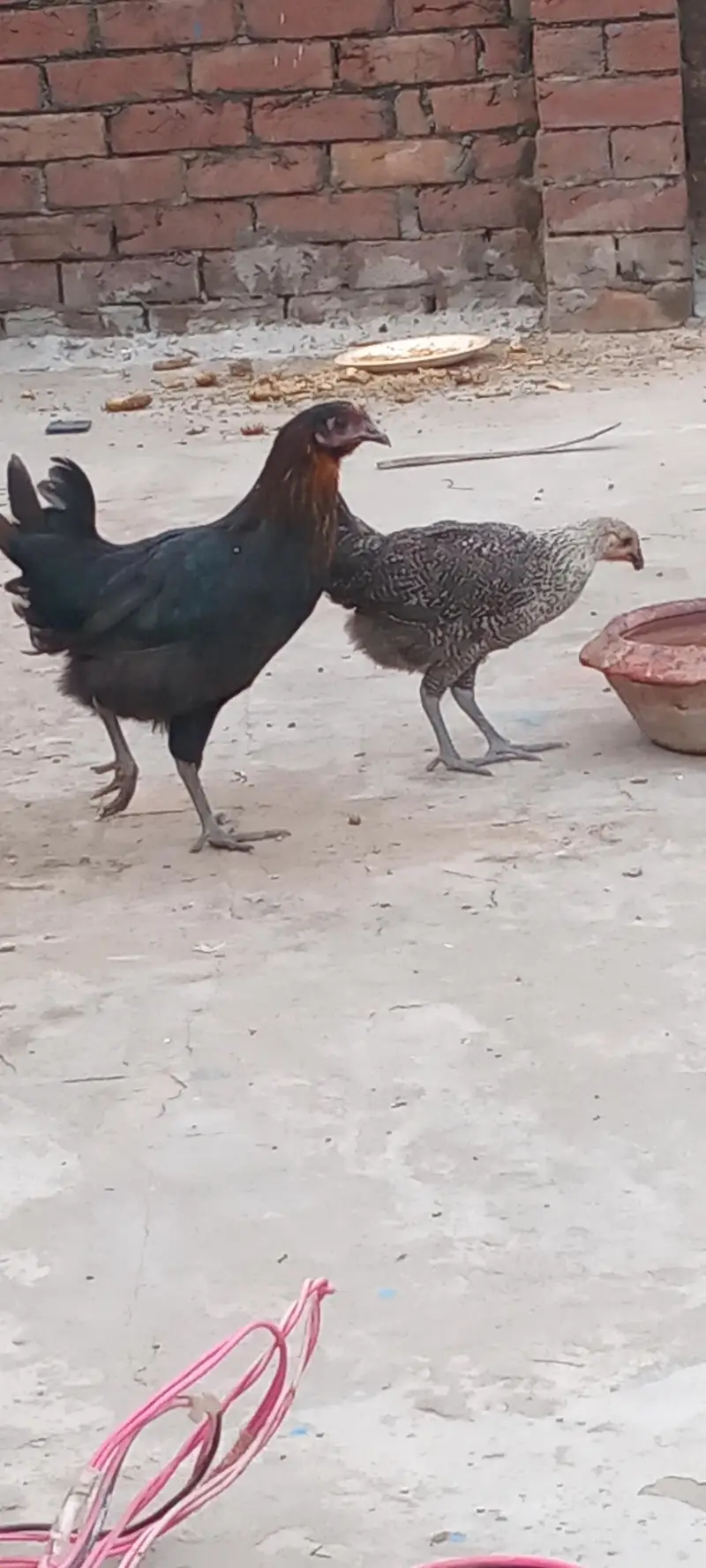 pure desi breeder female — photo 3
