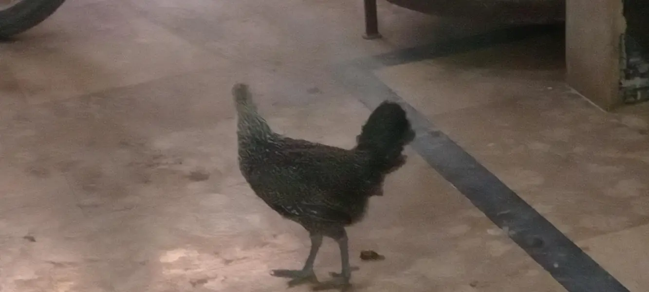pure desi breeder female — photo 4