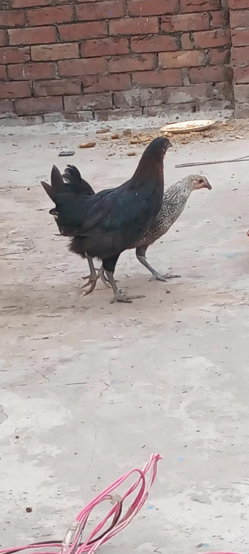 pure desi breeder female — photo 5