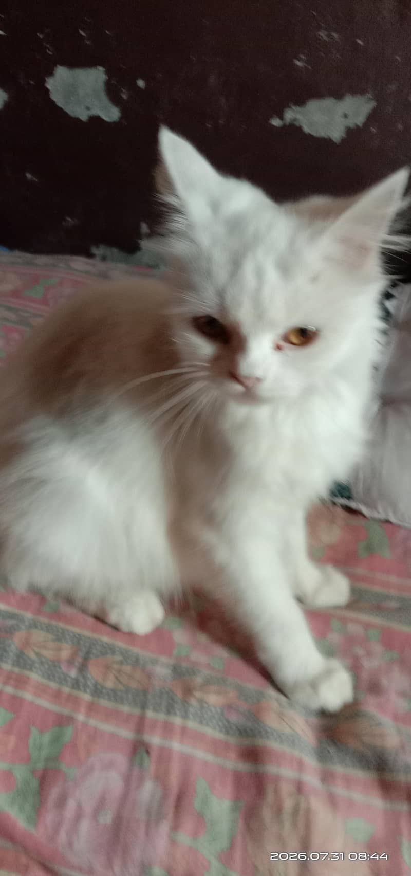 well ‍ 2