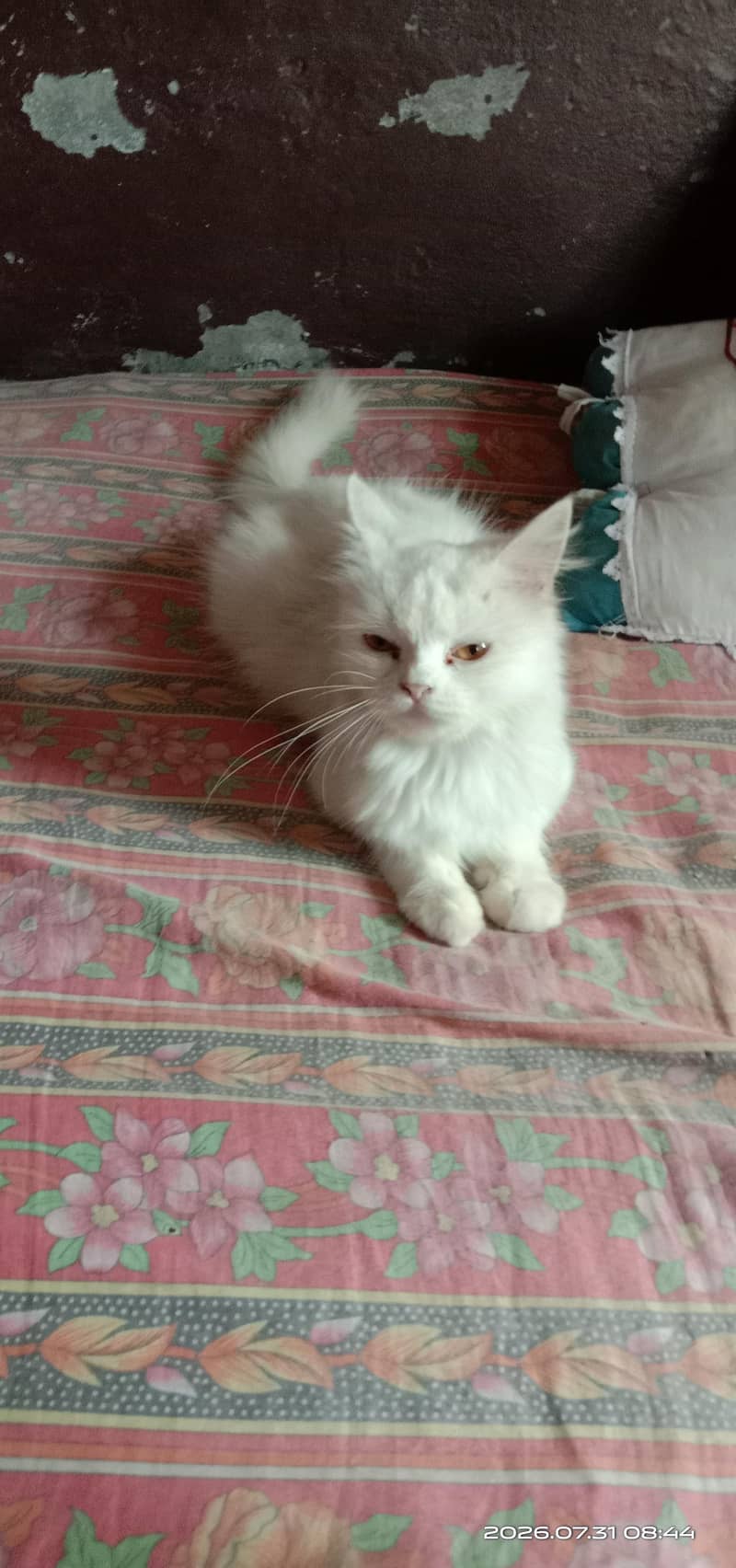 well ‍ 3