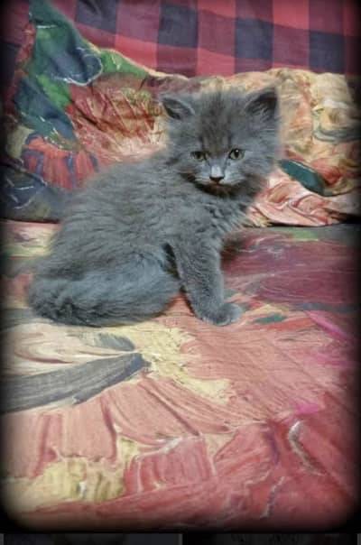 High quality persion kitten