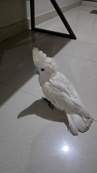 Ducorps Cockatoos