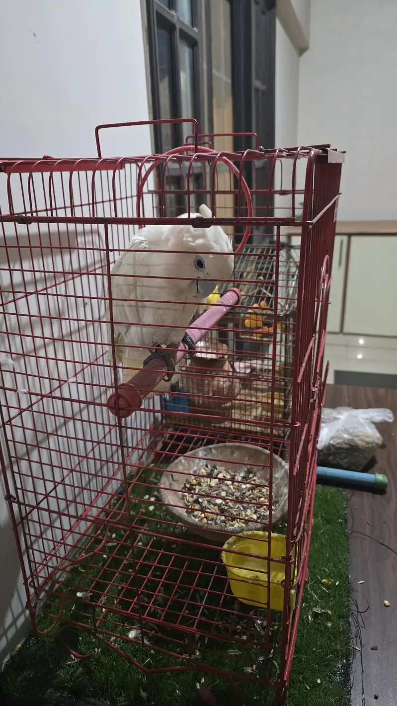 Ducorps Cockatoos — photo 2