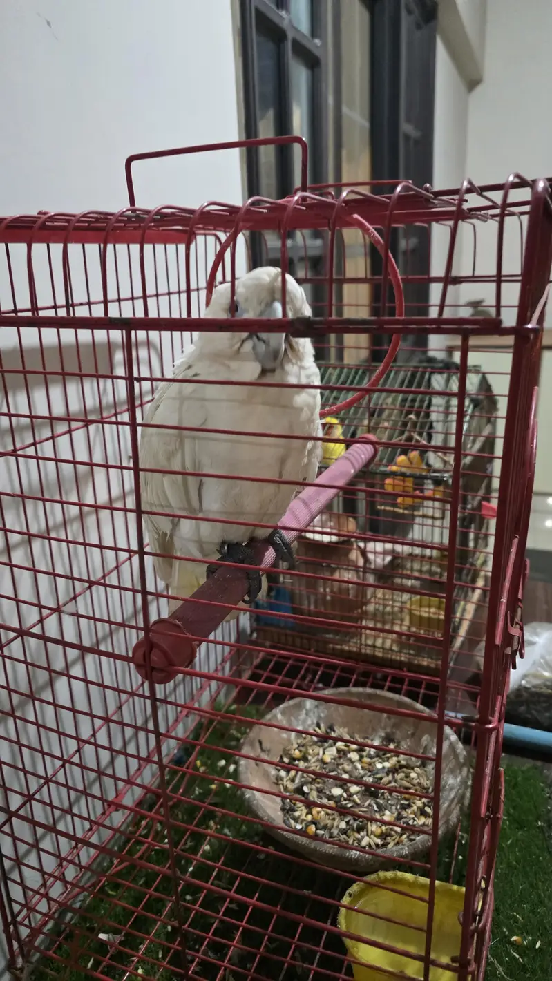 Ducorps Cockatoos — photo 3