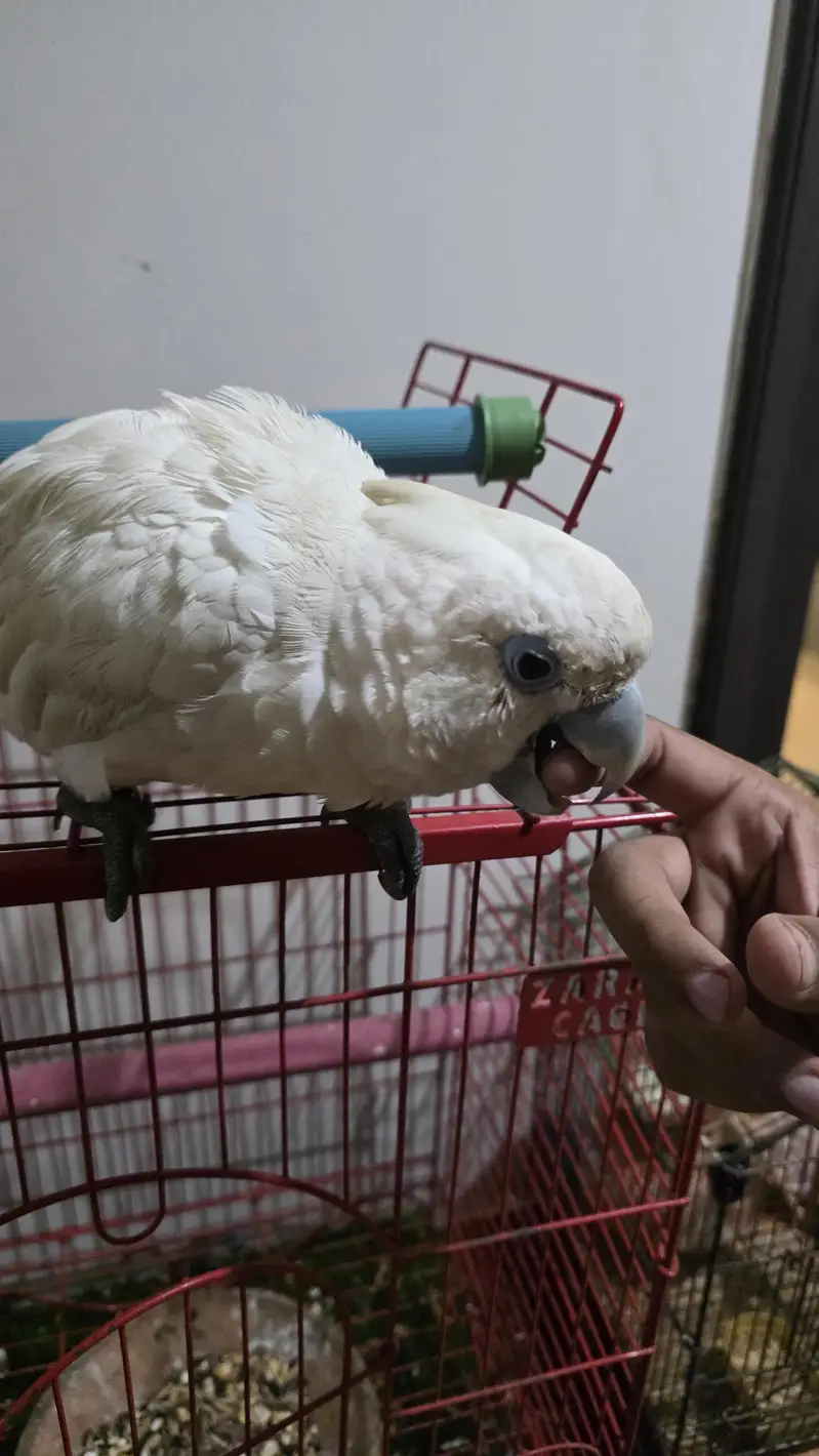 Ducorps Cockatoos — photo 4