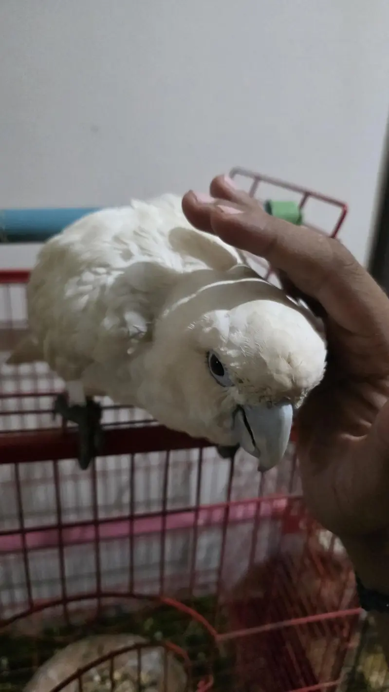 Ducorps Cockatoos — photo 5