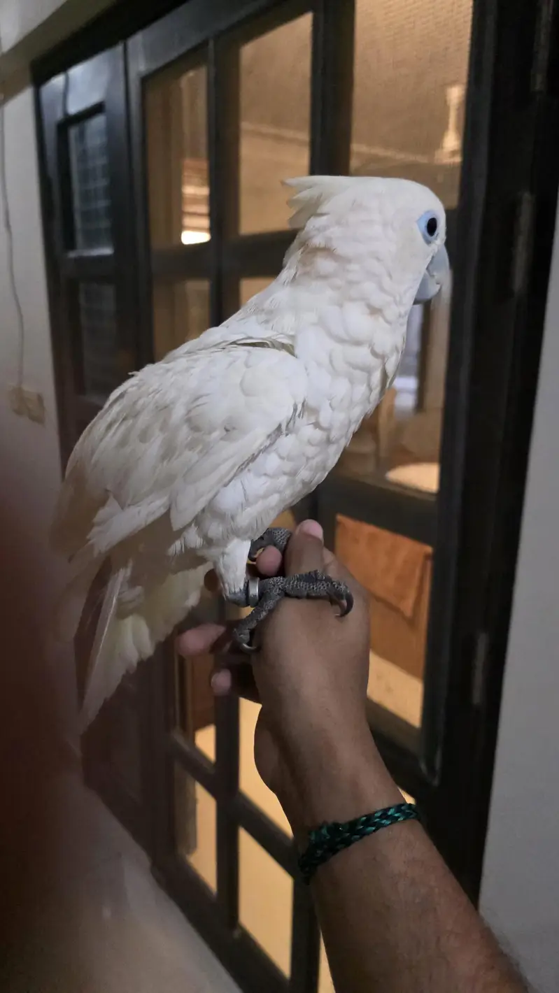 Ducorps Cockatoos — photo 6