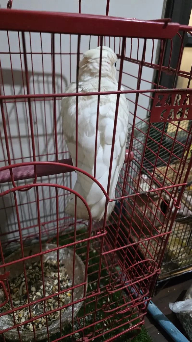 Ducorps Cockatoos — photo 8