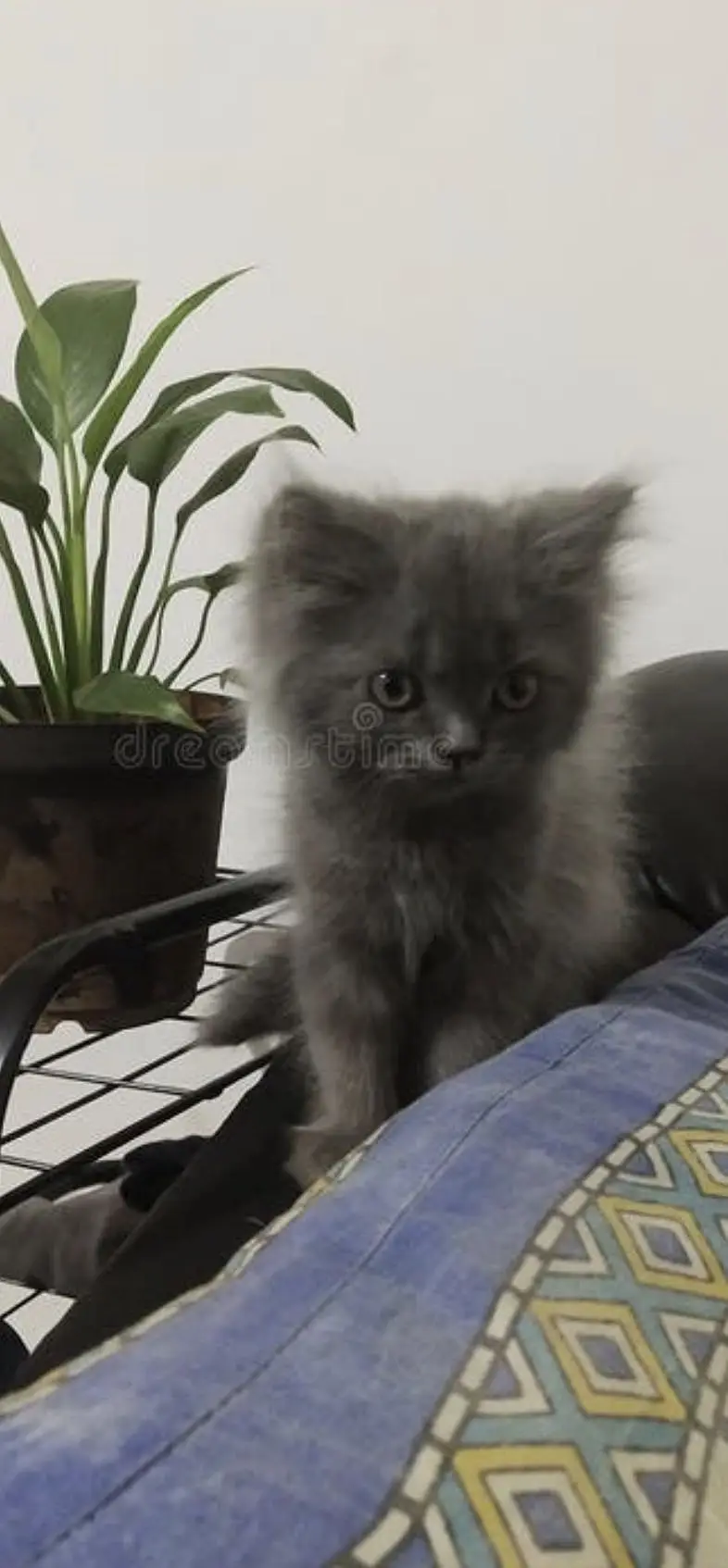 High quality persion kitten — photo 2
