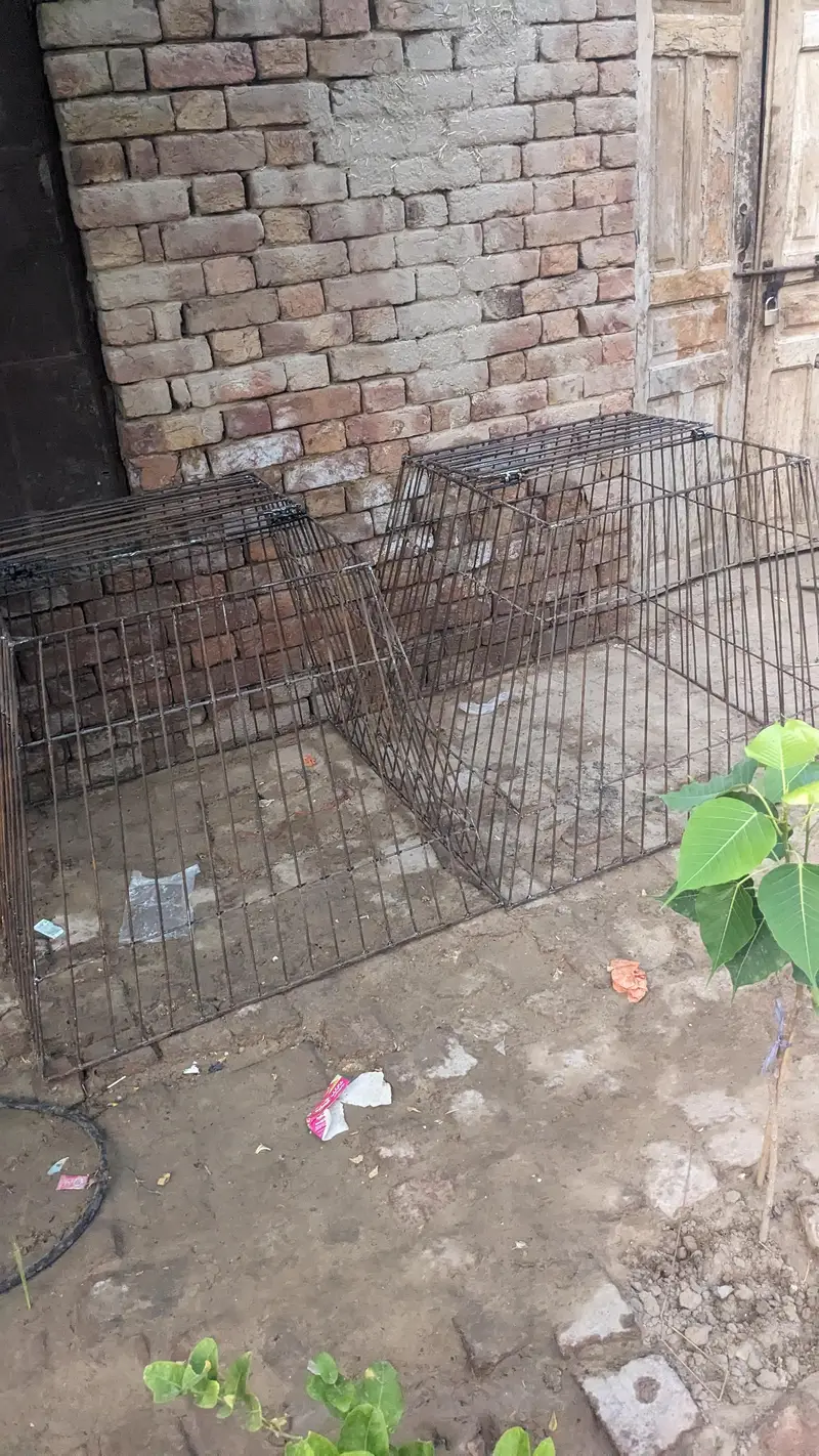 aseel tokray for sale weight 12.4 kg — photo 2