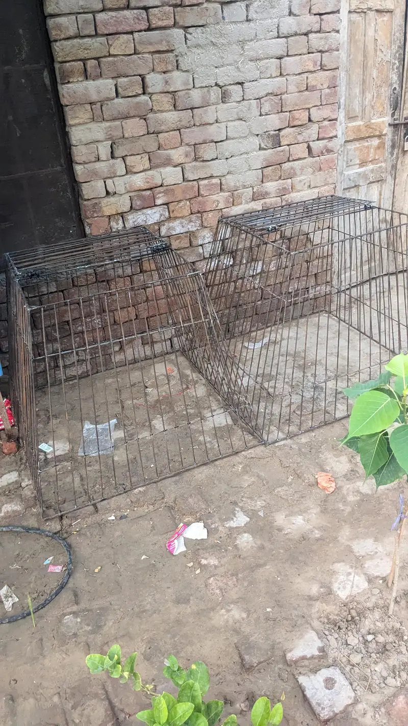 aseel tokray for sale weight 12.4 kg — photo 3
