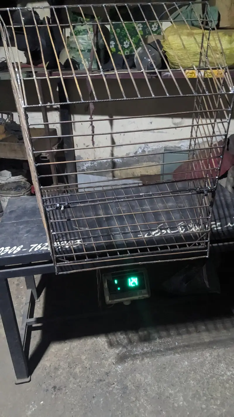 aseel tokray for sale weight 12.4 kg — photo 4