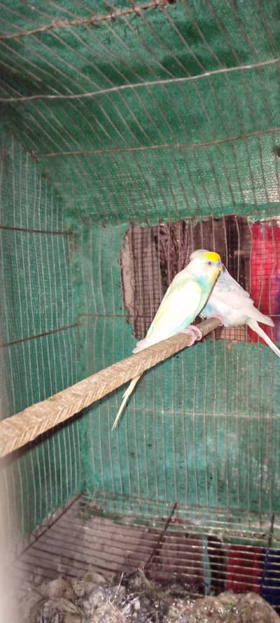 two pair budgies