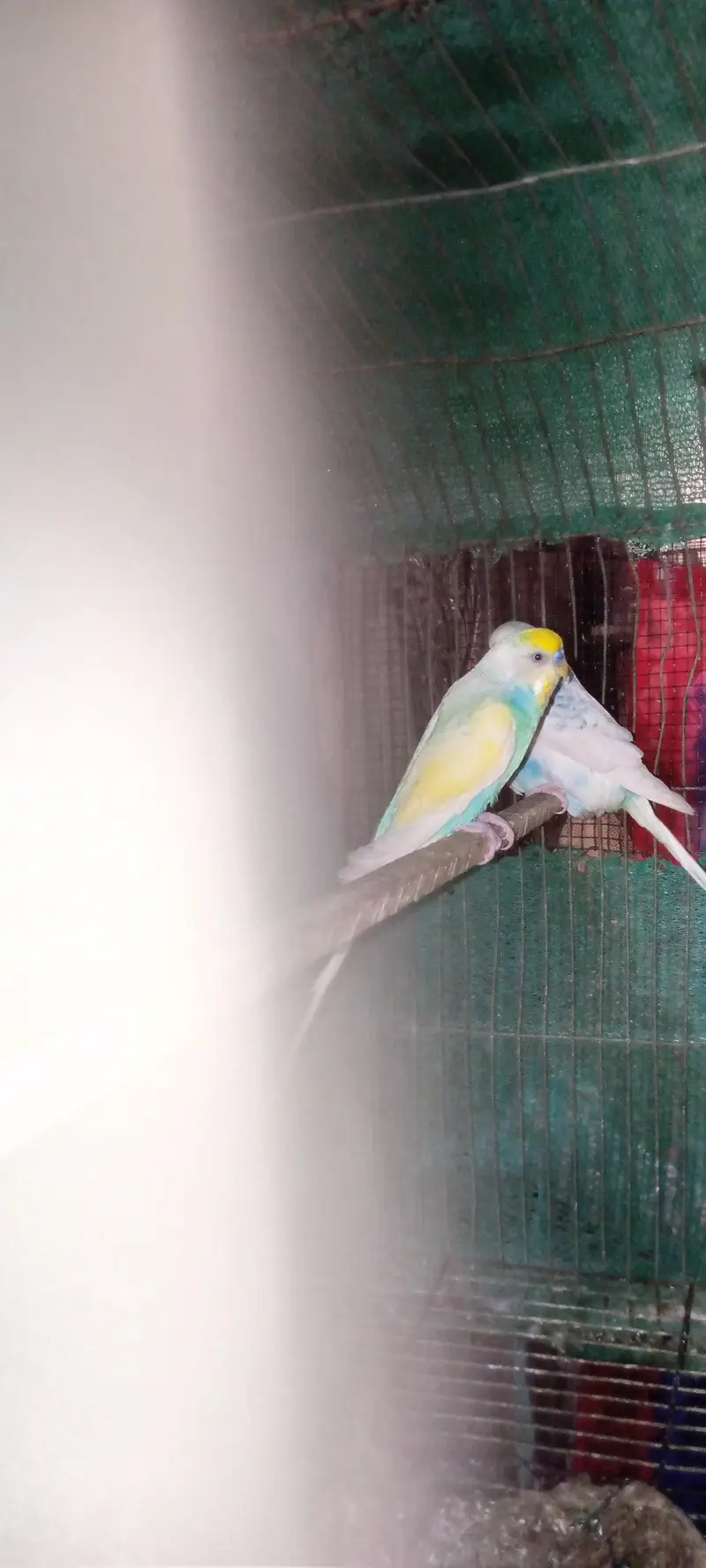 two pair budgies — photo 2