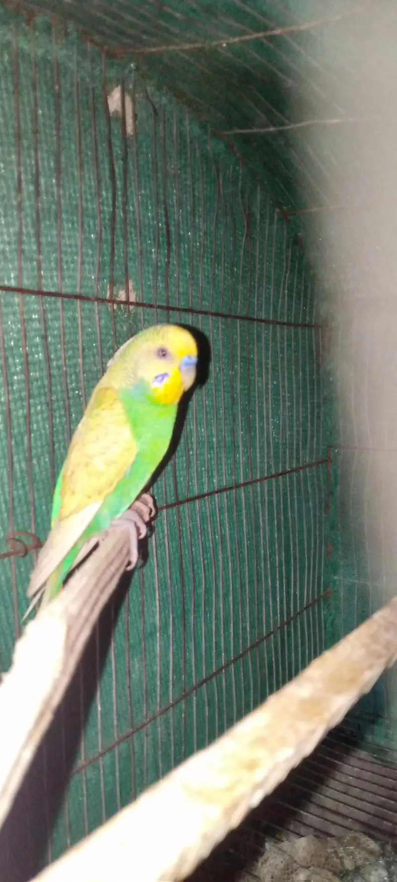 two pair budgies — photo 3