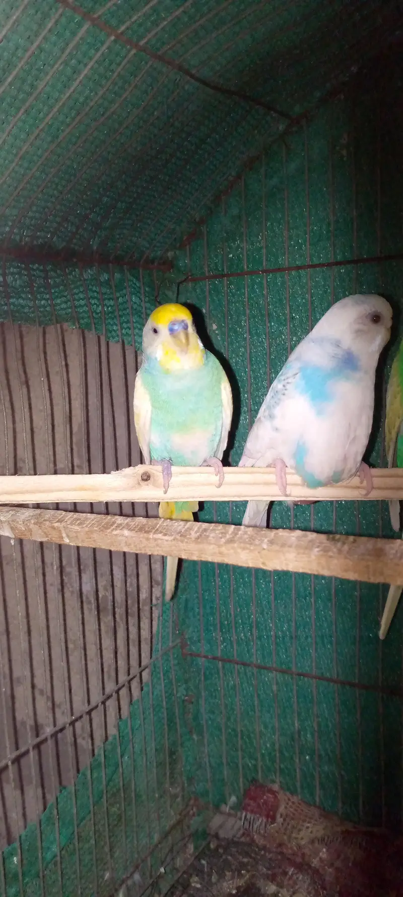 two pair budgies — photo 4