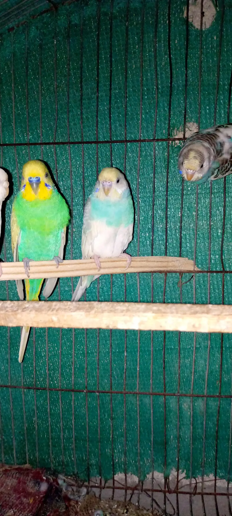 two pair budgies — photo 5