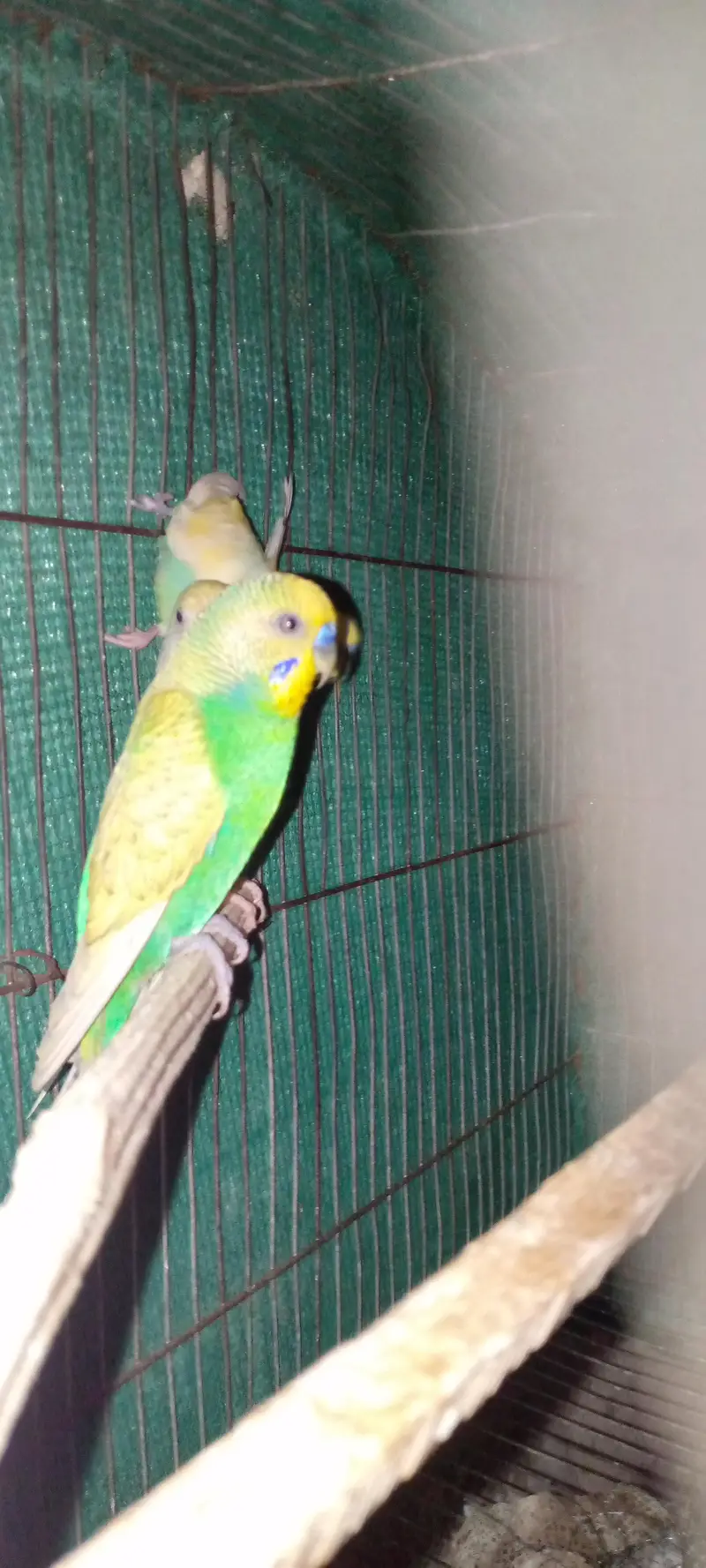 two pair budgies — photo 6
