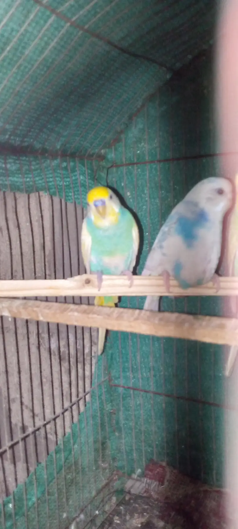 two pair budgies — photo 7