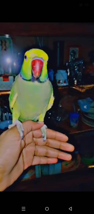 parrot