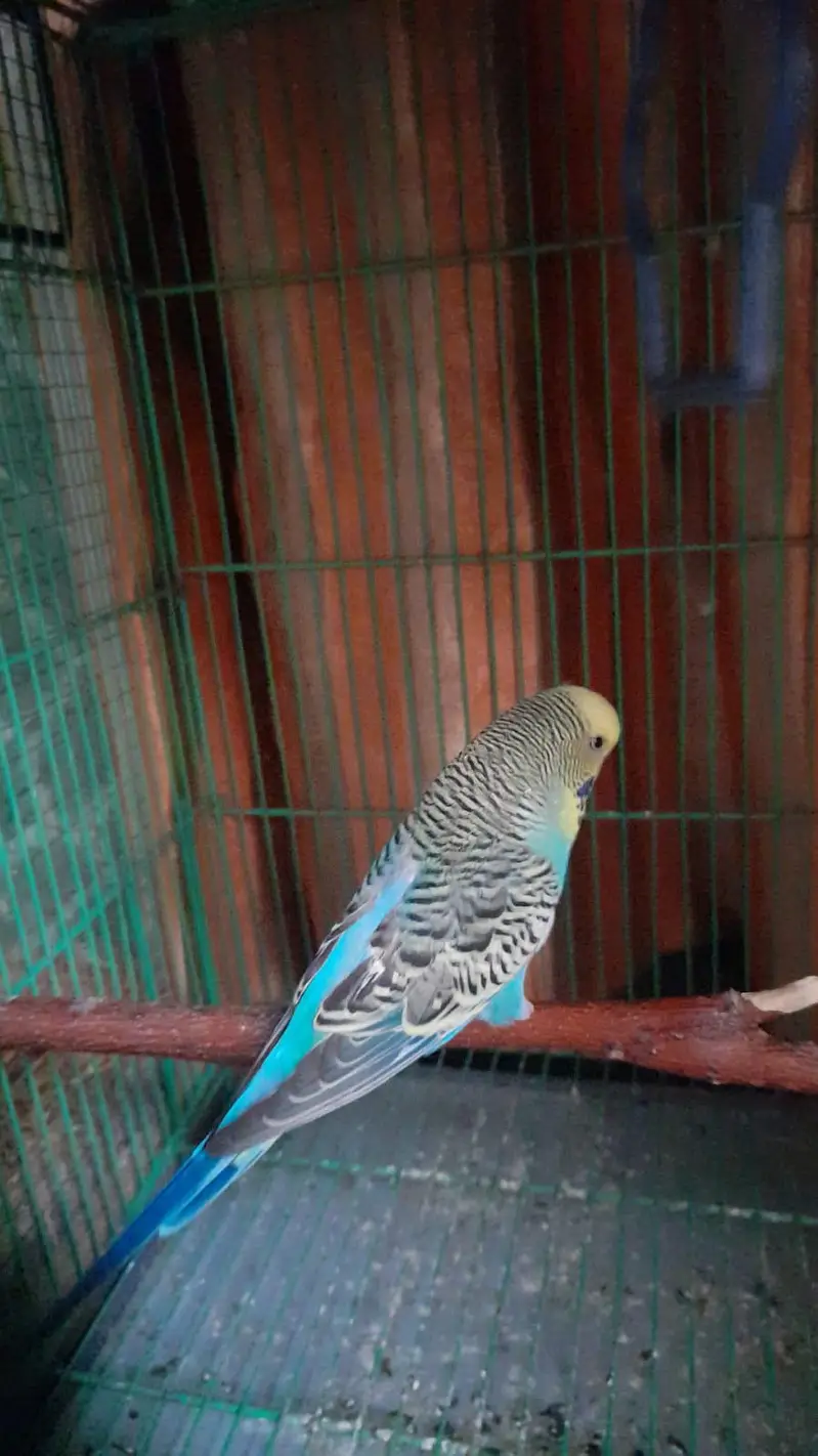 king size budgies for sale — photo 2