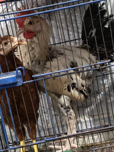 1 pair hen Desi