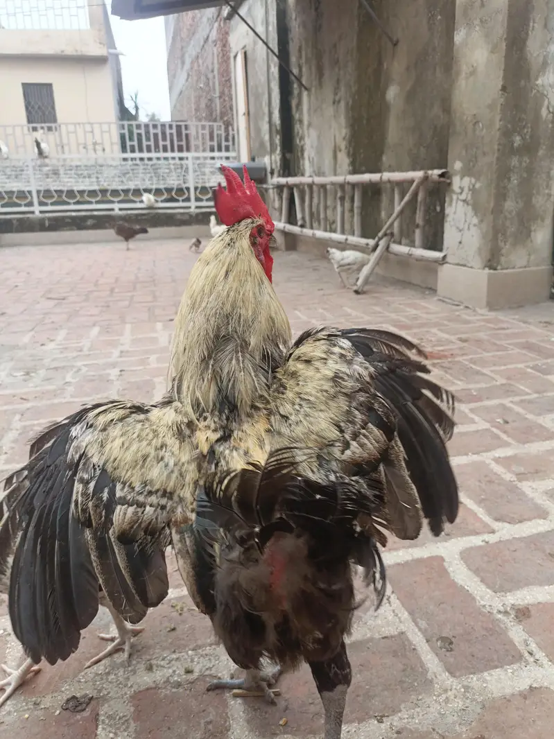 home breed — photo 2
