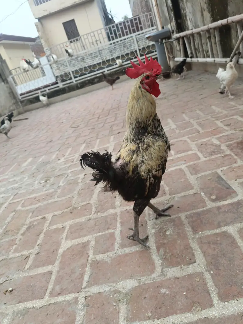 home breed — photo 3
