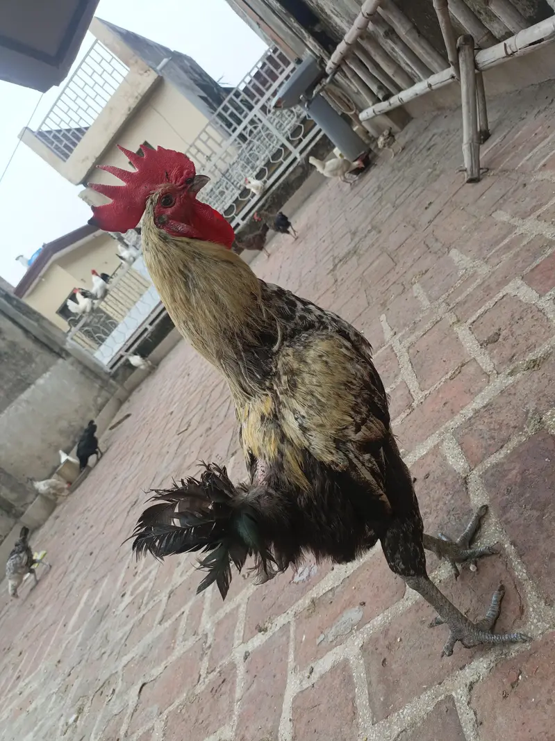 home breed — photo 4