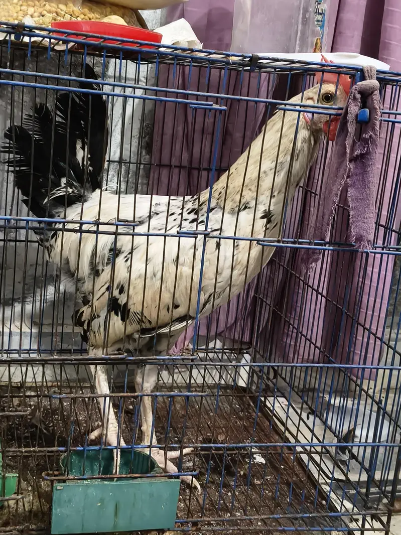 1 pair hen Desi — photo 2