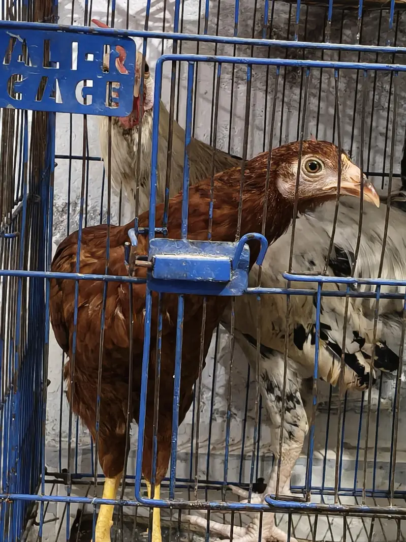 1 pair hen Desi — photo 3