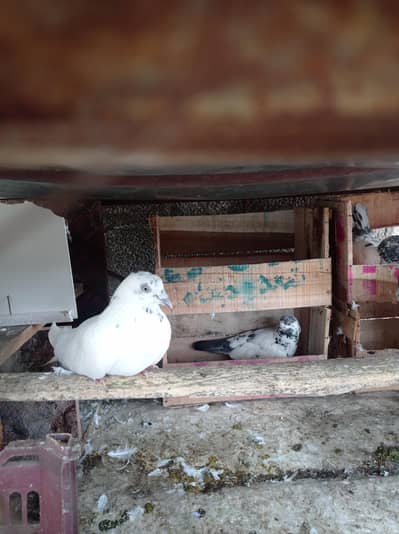 7 pigeon and 2 baby's