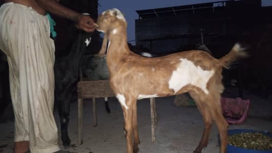 for sale
