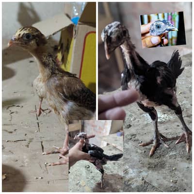 burmi AseeL pair
