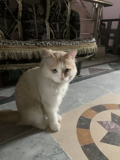 White cat