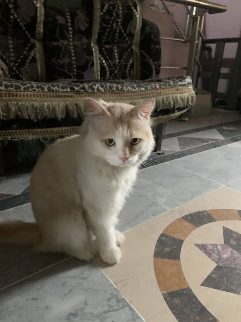 White cat 0
