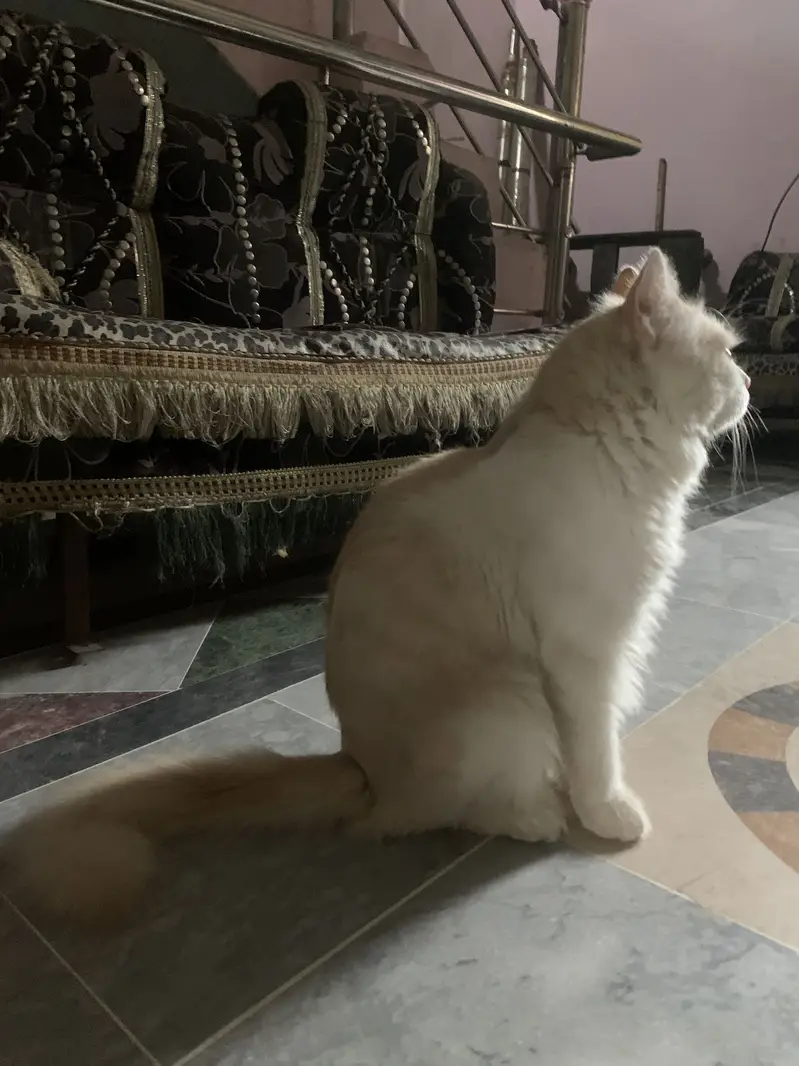 White cat — photo 2