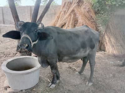 Beautiful buffalo suwa six months pregnant for sale