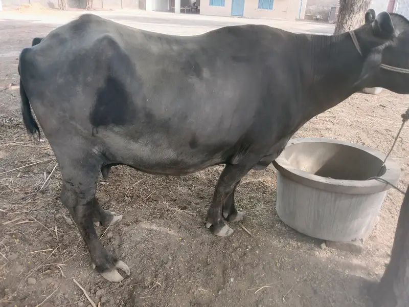 Beautiful buffalo suwa six months pregnant for sale — photo 2