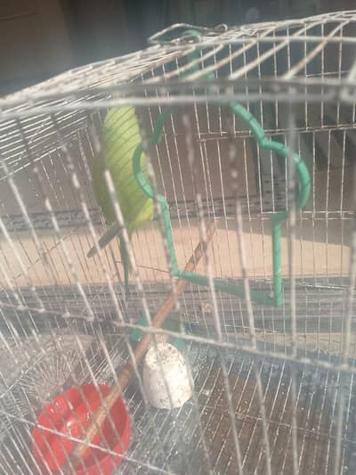 pyare active f . mail green raw parriot