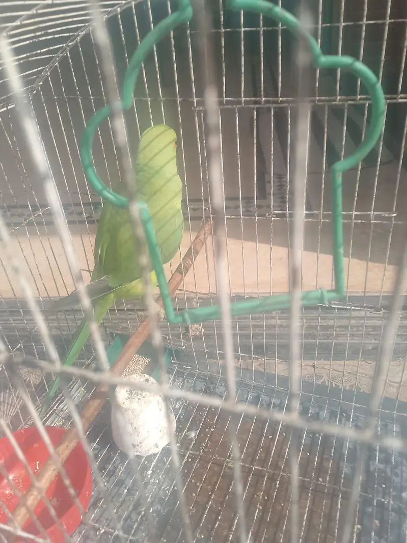 pyare active f . mail green raw parriot — photo 2
