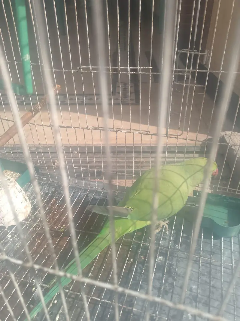 pyare active f . mail green raw parriot — photo 3