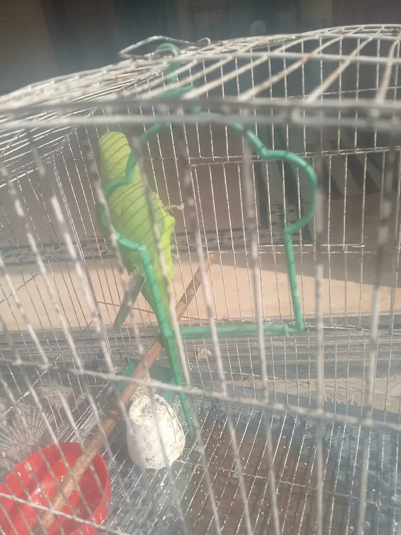 pyare active f . mail green raw parriot — photo 4