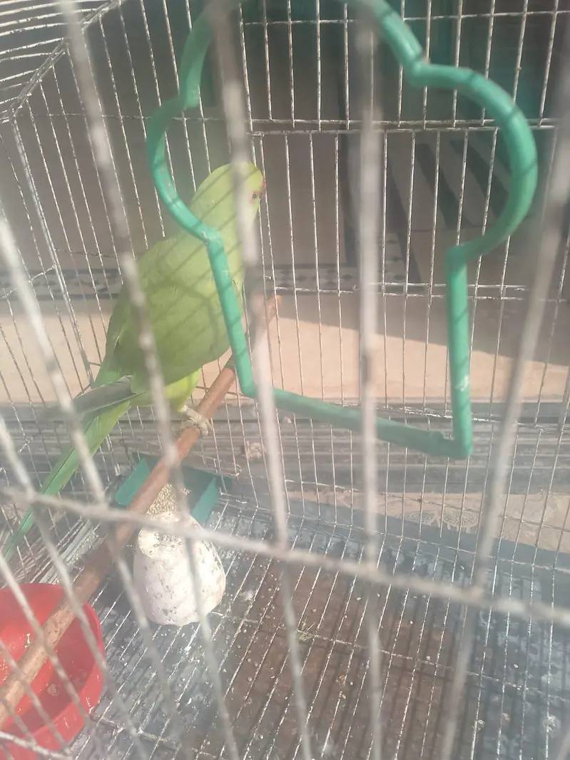 pyare active f . mail green raw parriot — photo 5