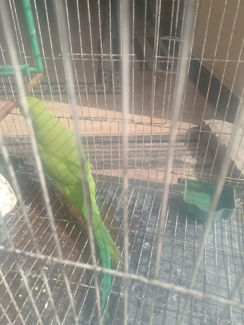pyare active f . mail green raw parriot — photo 6
