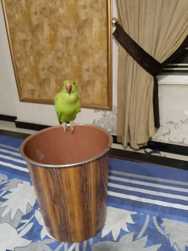 pyare active f . mail green raw parriot — photo 10
