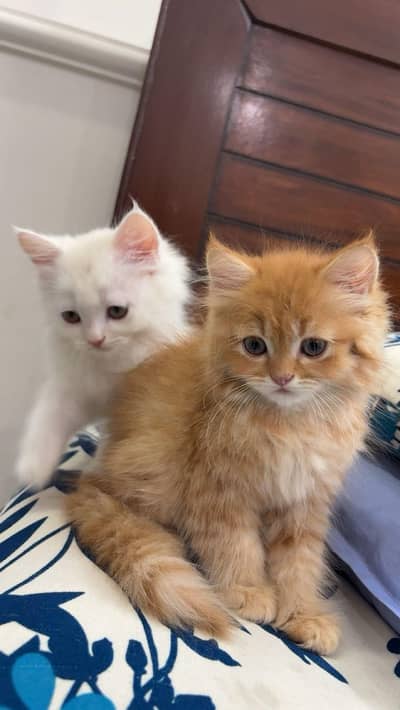 percian kitten