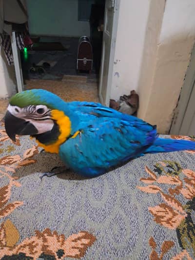 Bule Gold Macaw Chick Available.