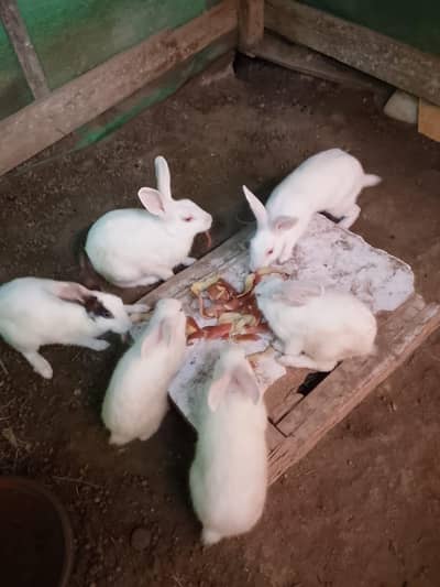red ayes  rabbits 06 qt